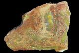 Colorful, Polished Petrified Wood Section - Arizona #129466-1